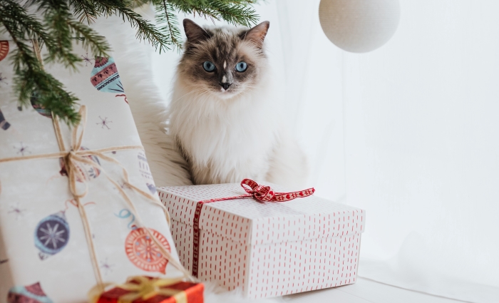 Cat with Christmas presents