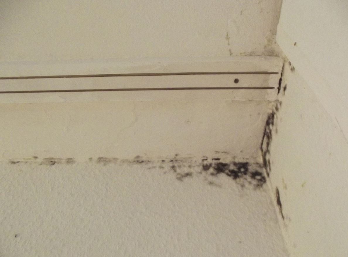 mould and damp on a ceiling