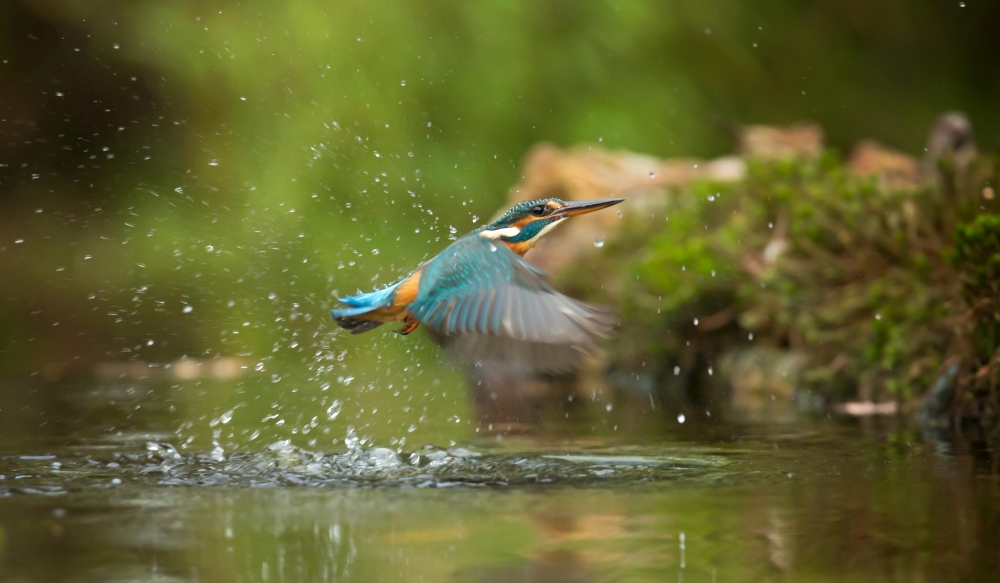 A kingfisher with blue and orange feathers flies above a water surface, creating ripples and droplets. Green foliage is blurred in the background.