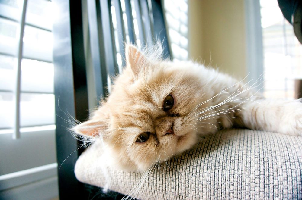 A fluffy orange cat lies on a cushioned chair near a window with horizontal blinds, gazing directly at the camera.