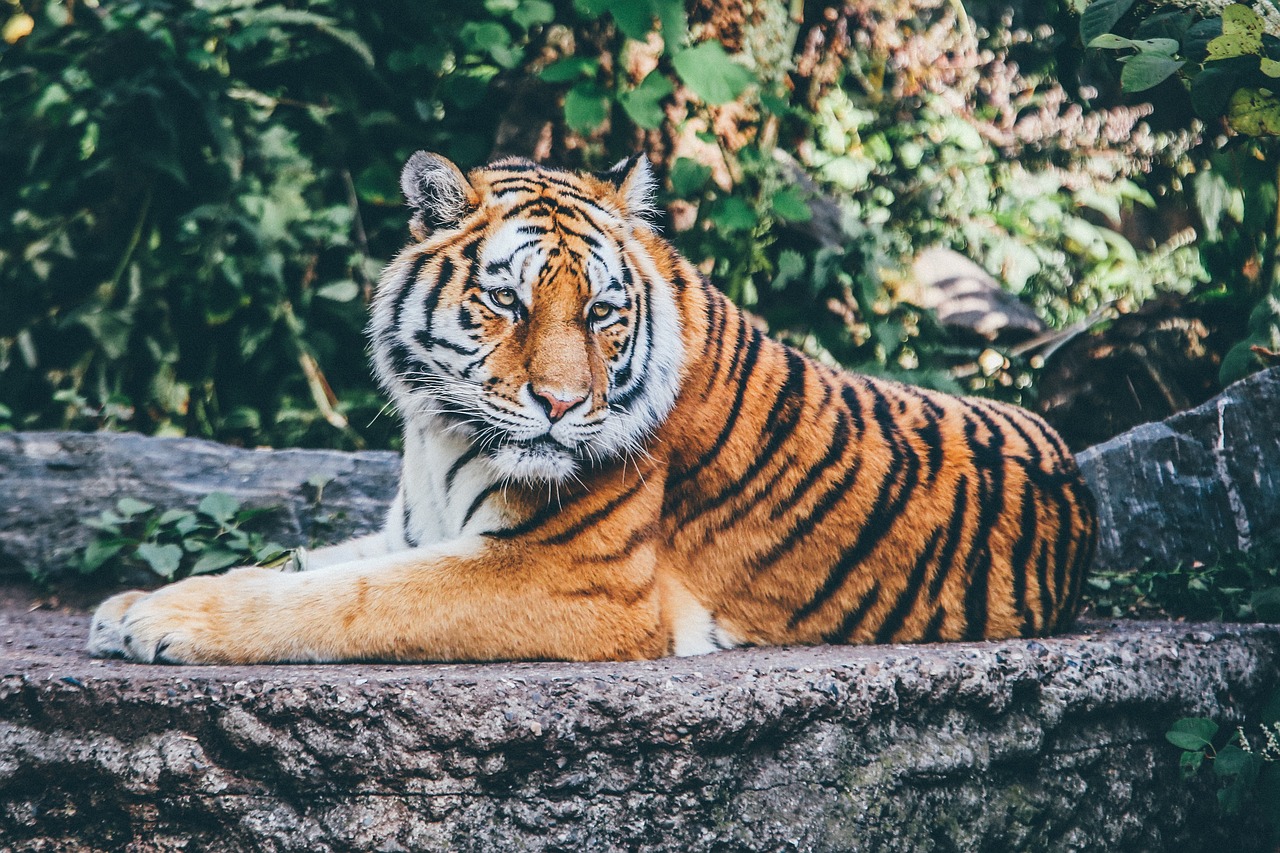 A tiger lying on a rock with green foliage in the background.